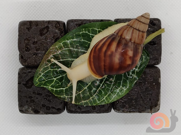 Lissachatina Fulica White Jade Starterpack